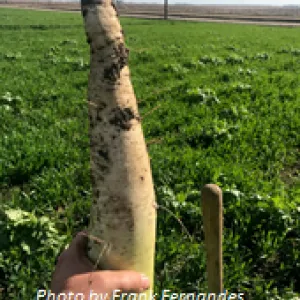 Tillage radish