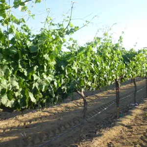 Vineyard row