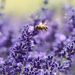 lavender-bees