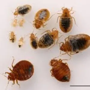 Bedbugs - life stages