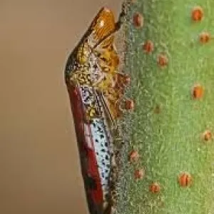 Chicharrita de alas cristalinas