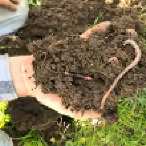worms1