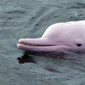Pink dolphins