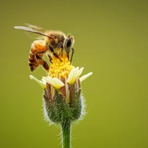 Photo of honeybee on flower