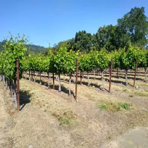 Vineyard