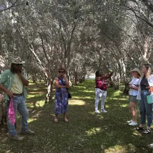 De visita por un cultivo de aceitunas. Actualmente California es el único estado del país que produce aceitunas comercialmente.