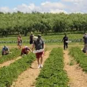 California tiene una extensa variedad de sitios para realizar agroturismo.