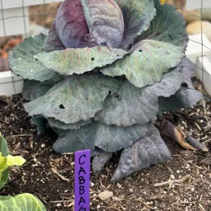 Una coliflor cultivada en el jardín de hortalizas del Centro South Coast de Investigación y Extensión.