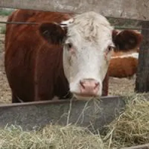 cow