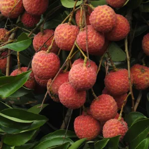 Lychee