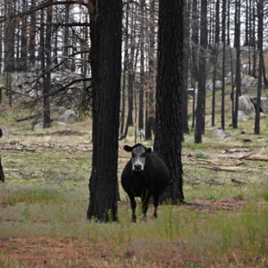 Cow in a forest burned by the 2021 Dixie Fire.