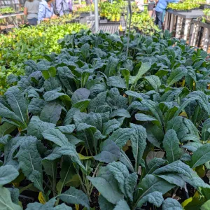 kale seedlings