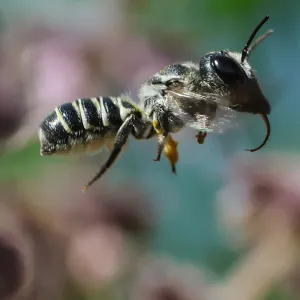 native bee polinating a blossom