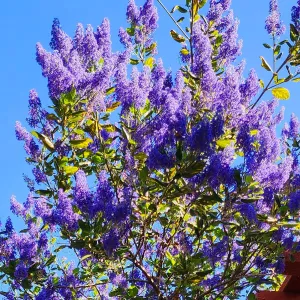 1400 x 1400 Ceonothus Ray Hartman