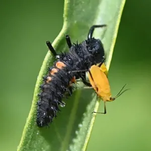 1400 x 1400 UC ANR ladybug eating aphid