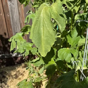 Photo of squash plant with drooping leaves at 6pm one evening.