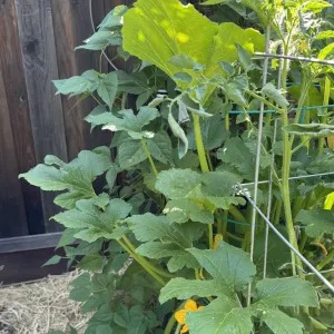 Photo of fully turgid squash leaves the next day at 9am with no additional water from the normal deep soaking.
