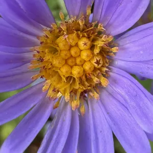 Aster chilensis ‘Purple Haze’
