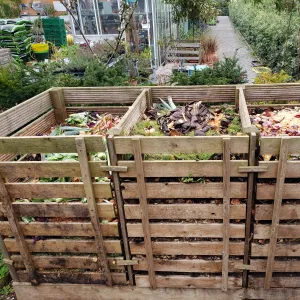 Compost bin made of wooden boards and separated into three sections, each full of plant scraps. In the background are green plants.