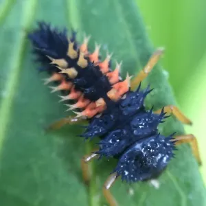 ladybeetle larva on leaf close up view