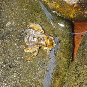 fuzzy bee drinking water