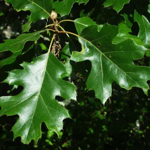 Ca black oak, Quercus kelloggii, leaves