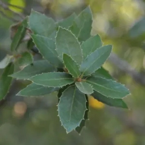 canyon live oak, Quercus chrysolepis, leaves