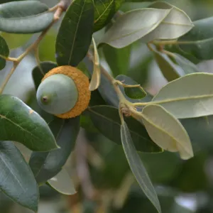 canyon live oak, Quercus chrysolepis, acorn