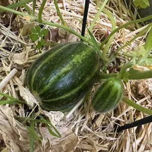 carosello cucumber fruit