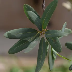 Engelmann oak, Quercus engelmannii, leaves