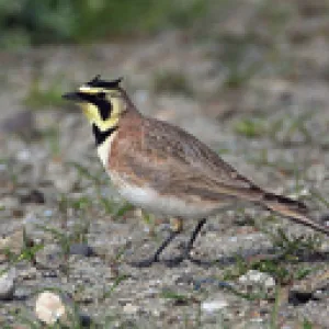 California Horned Lark