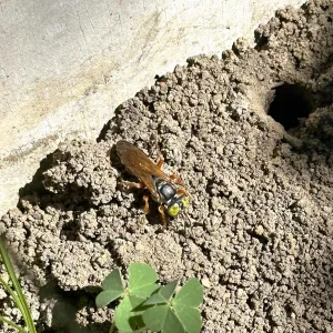 tachytes insect near hole in ground
