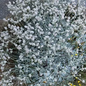 whitish flowers atop the buckwheat plant