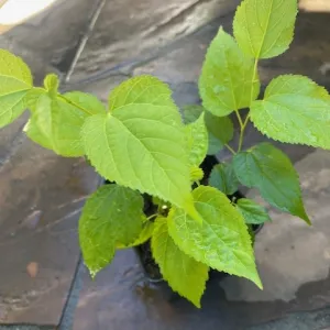 plant cuttings in a pot