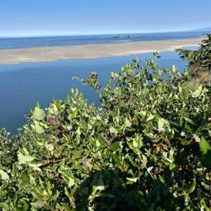 view of an unidentified plant with the waterway in the background
