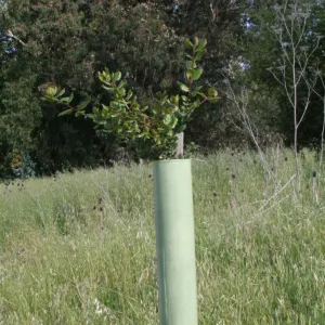coast live oak in tube