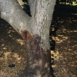 SOD canker on coast live oak