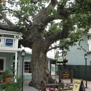 oak tree in an urban forest