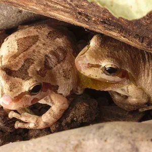 Ca tree frogs