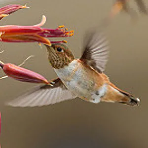 allens hummingbird