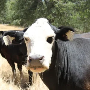 cow with patch over eye