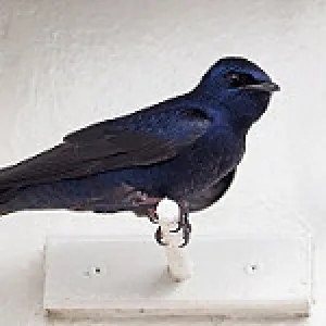 purple martins