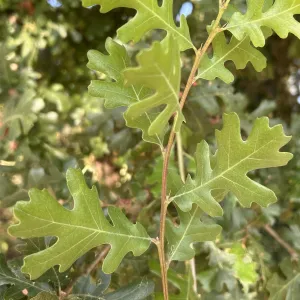 valley oak, Quercus lobata, leaves