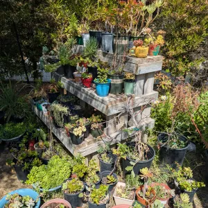 plants stacked up in a display