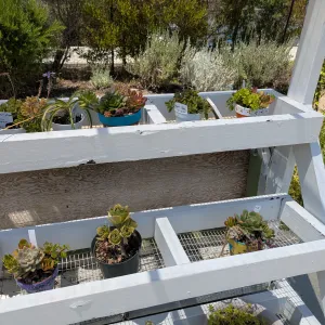 plants in pots on shelves