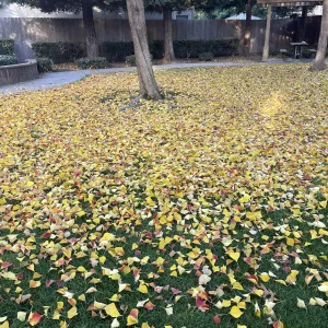 Tree in lawn with yellow leaves on the ground.