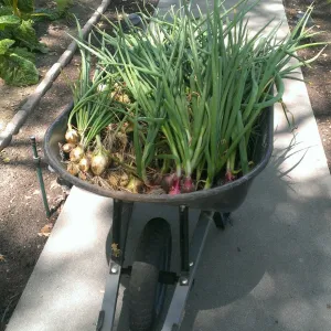 Harvested onions in a wheelbarrow.