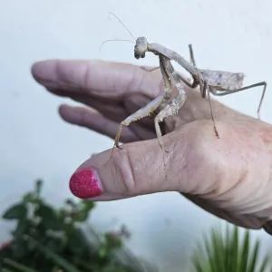 praying mantis on a hand