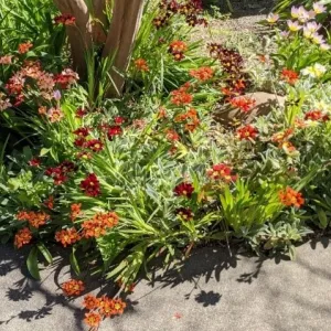reddish blooms of spiraxis flowers