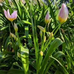 tulips and their foliage